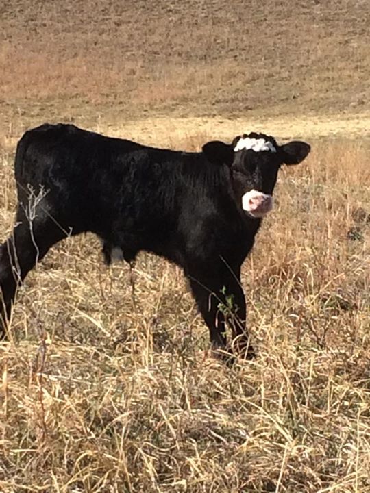 CALF man