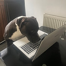 charlielaptop.jpeg