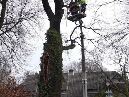 Ökologische Begleitung bei dem Rückschnitt einer alten Eiche