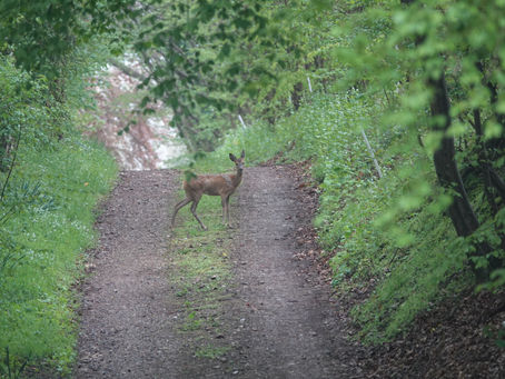 Erhöhter Wildwechsel im Herbst: Individuelle und planerische Maßnahmen