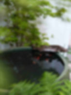 immagine-compressa (2).jpg