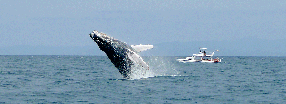 Whale Watching in Puerto Lopez