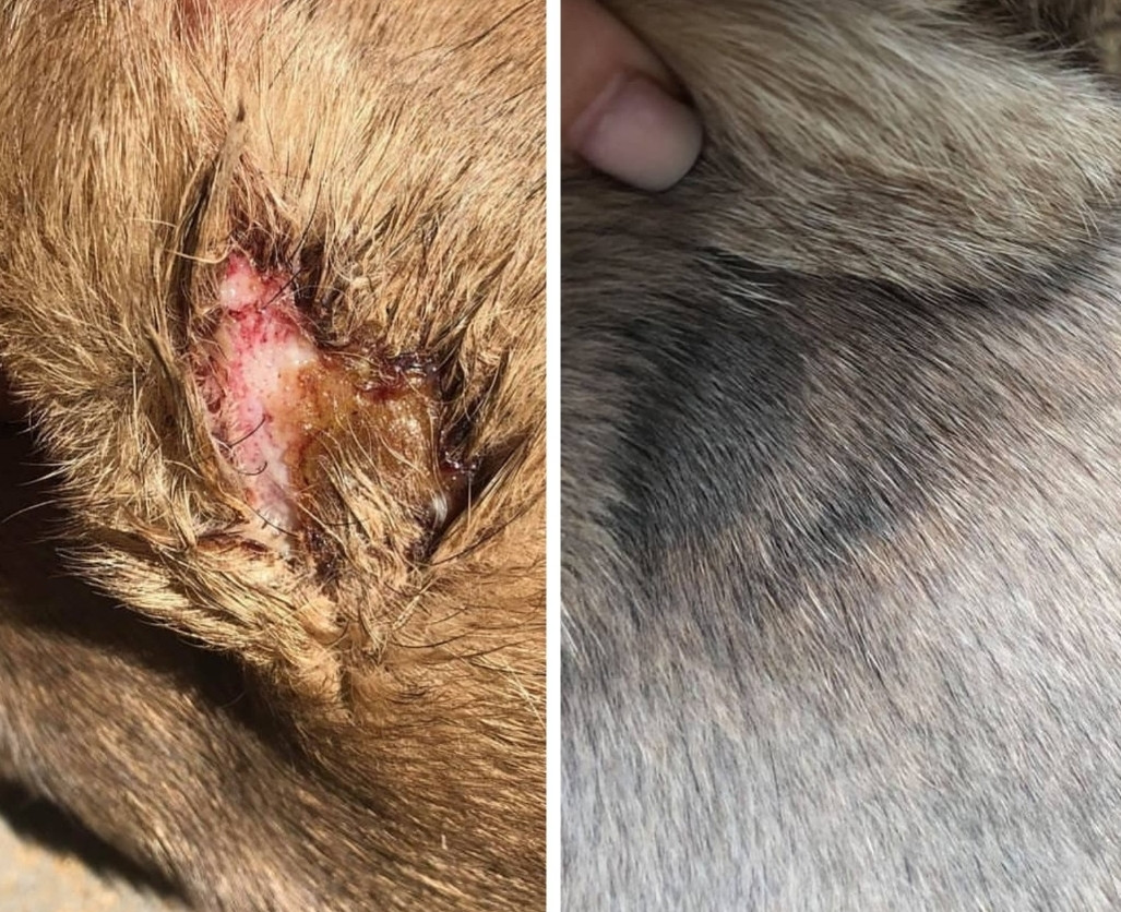 rogue origins dog supplement