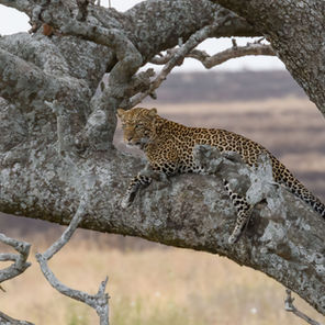 Leoprard 0426.jpg