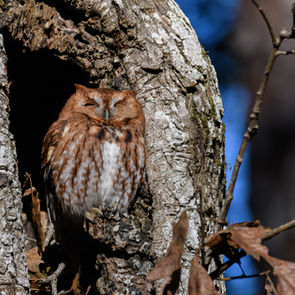 Screech Owl