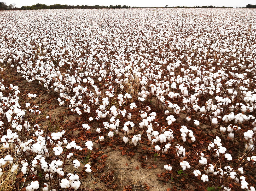 Cotton Field photograph taken by Darnell Chambers