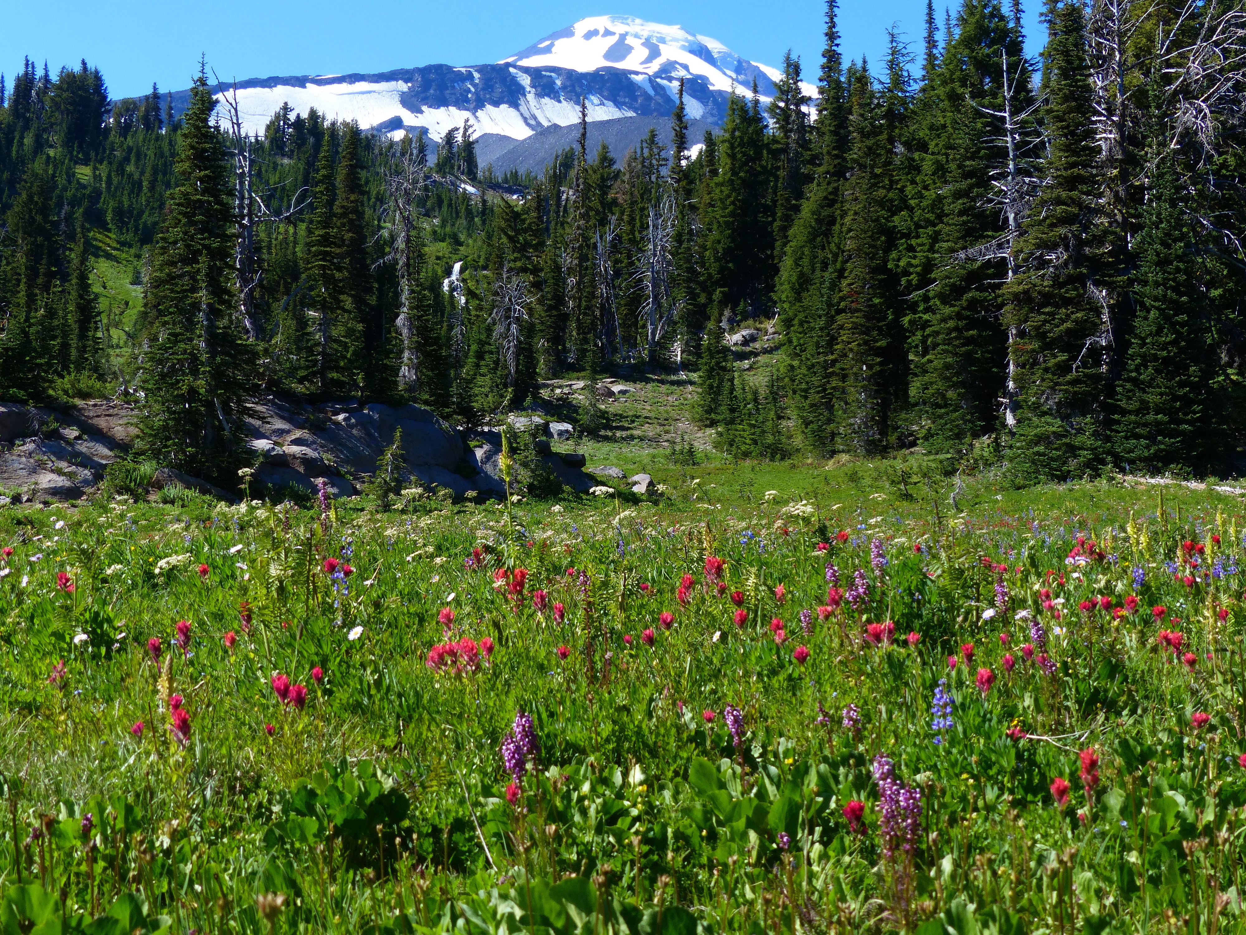BIRD CREEK MEADOWS HIKE