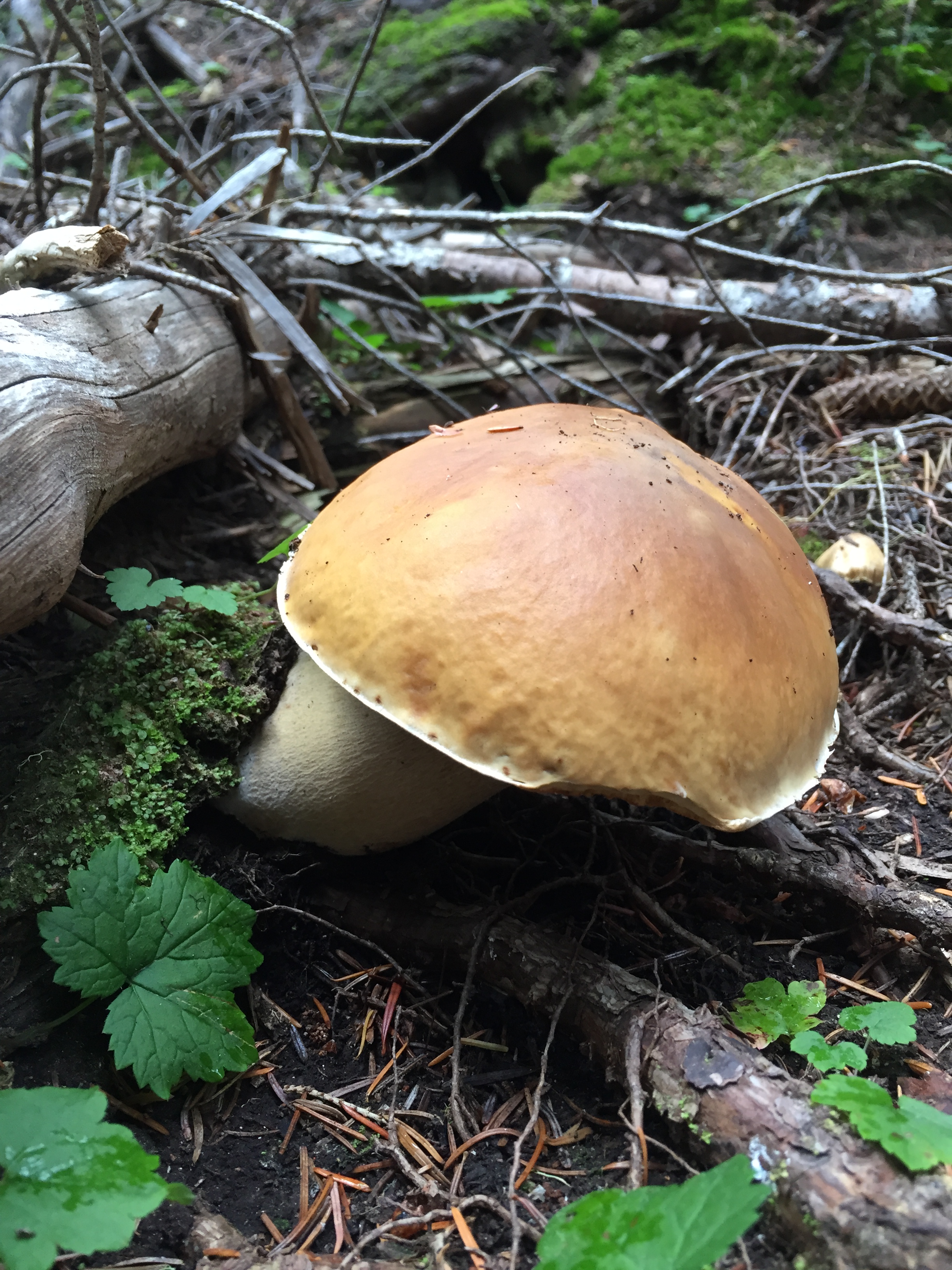 Mushroom Foraging
