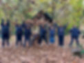 Leaves.jpg