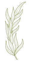 Willow Branch