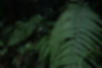 Thumbnail: 5/23(六) 工作坊 │蕨類探險家：植物敲拓染掛布工作坊