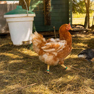 Huhn Bettina