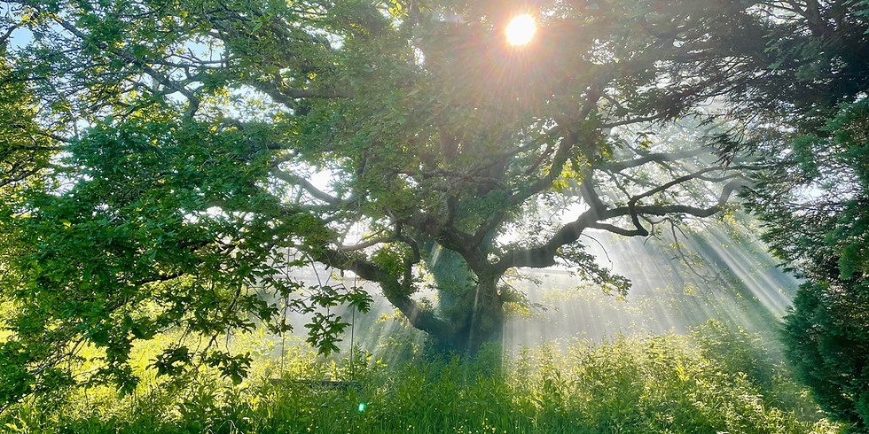 Evoking Wholeness: Healing addictive patterns in Nature