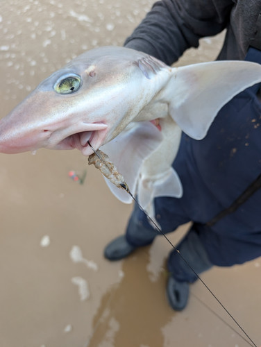 Smooth Hound Rigs Beach Bait Butcher Pulley Rigs Multi Pack 12