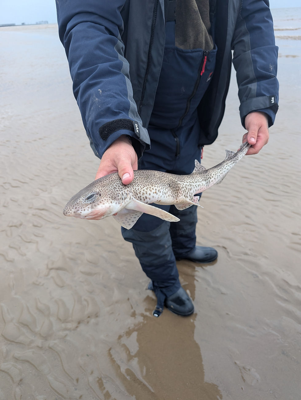 Dog Fish
