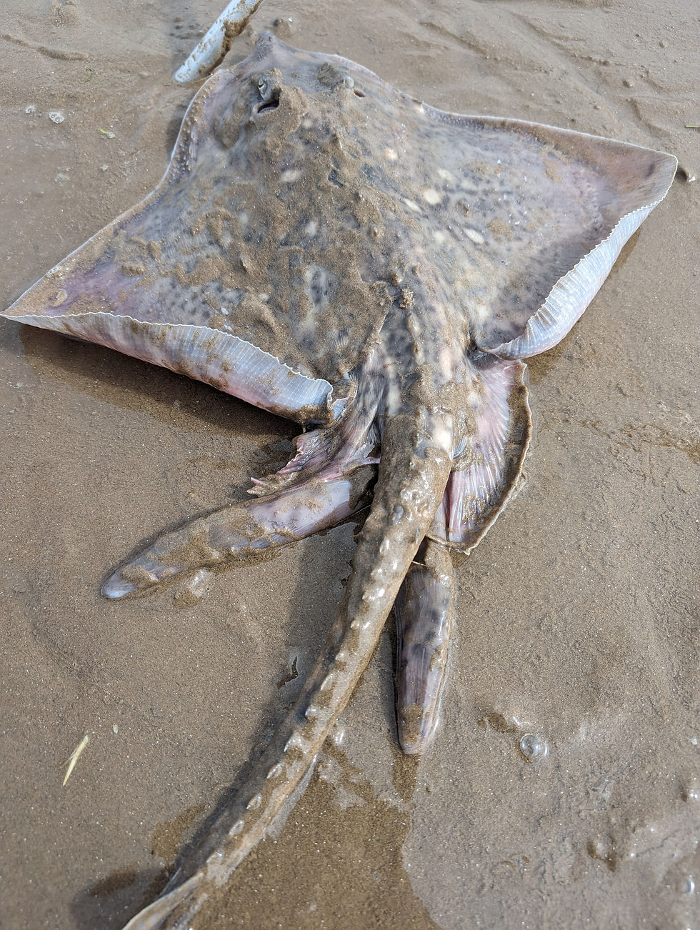 Thornback Ray