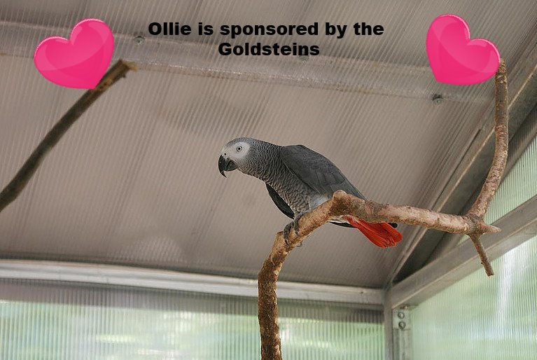 Ollie