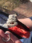 Terry's Shackle...