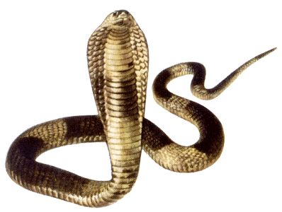 Le Serpent en Feng Shui