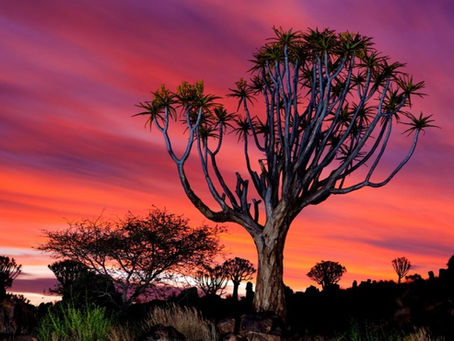 Follow "The Afrikaner" as it goes global!