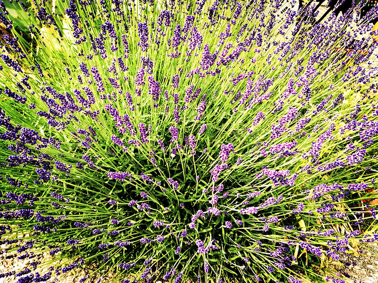IMG_20190618_173906_edited.jpg