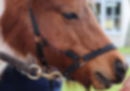 ThetaHealing® for a horse