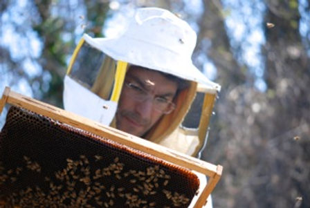 Le API OPERAIE FUCAIOLE ovvero OVIFICATRICI.