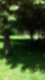 SHADE TREES