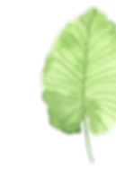 Tropical Leaves 1