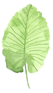 Tropical Leaves 1