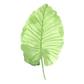 Tropical Leaves 1