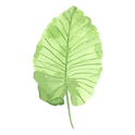 Tropische Blätter 1