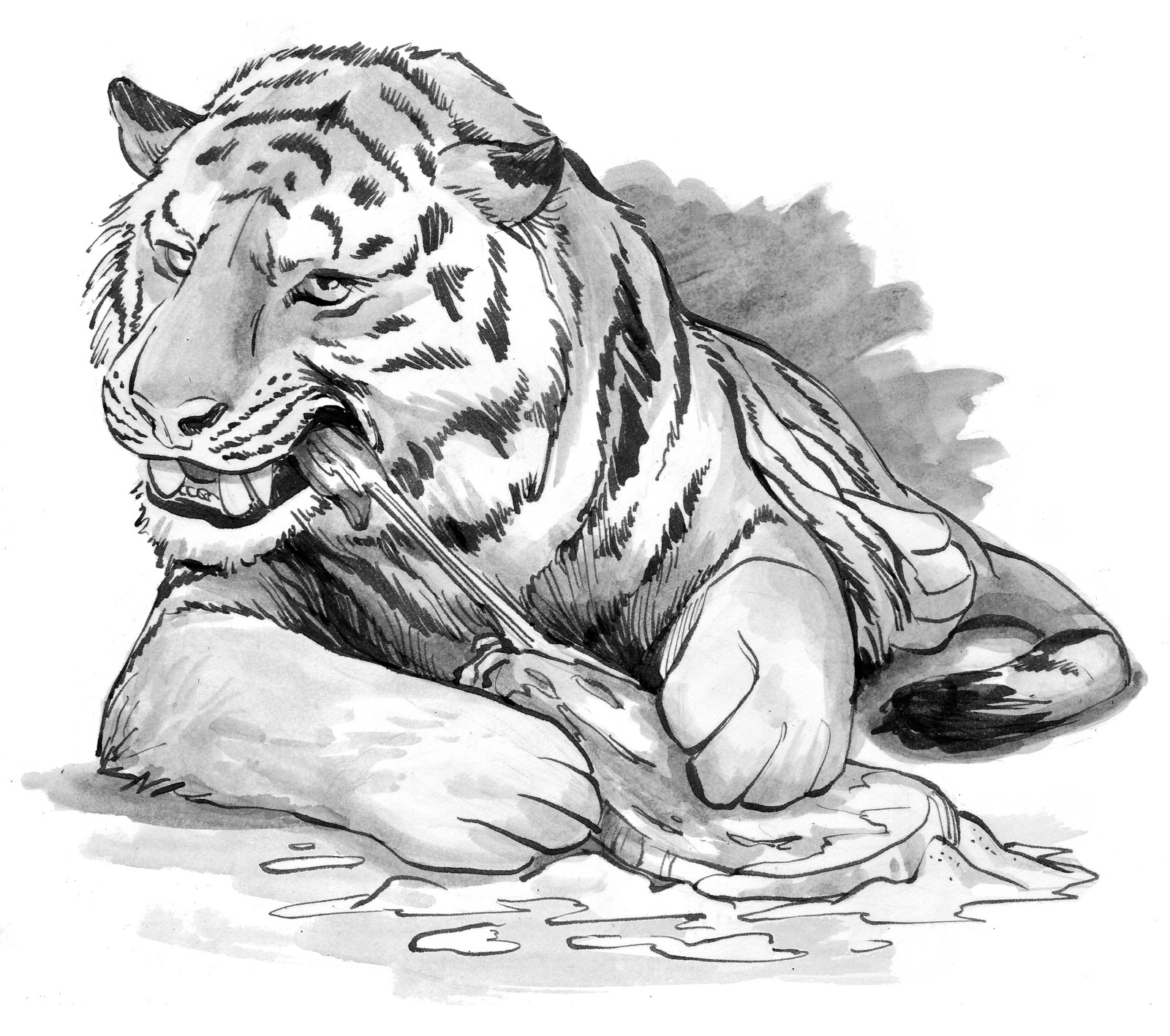 Cocaine Steak Tiger, for Chinese publication