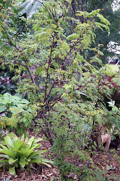 400px-Acacia_cornigera_7zz.jpg