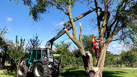 Ein Arbeiter schneidet einen Baum mit einer Motorsäge, neben einem Traktor.