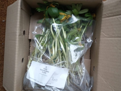 A Quick 'How To' - Eranthis - Winter Aconites