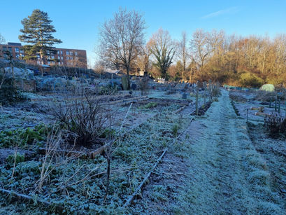 January at Lido Allotments