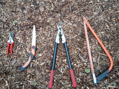 How to Prune Apple Trees in Winter