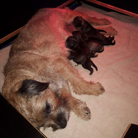 Puppy nieuws