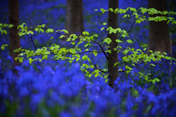 Natuur
