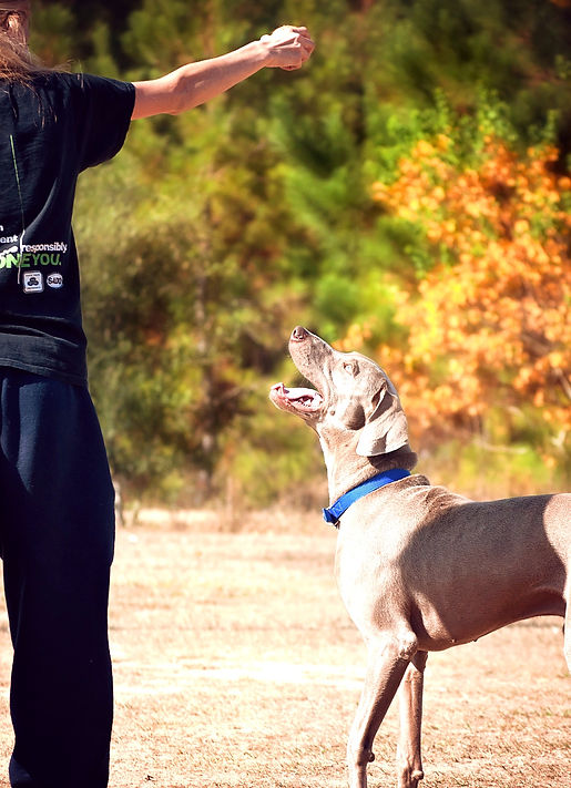 Animal Rescue and Care_edited.jpg