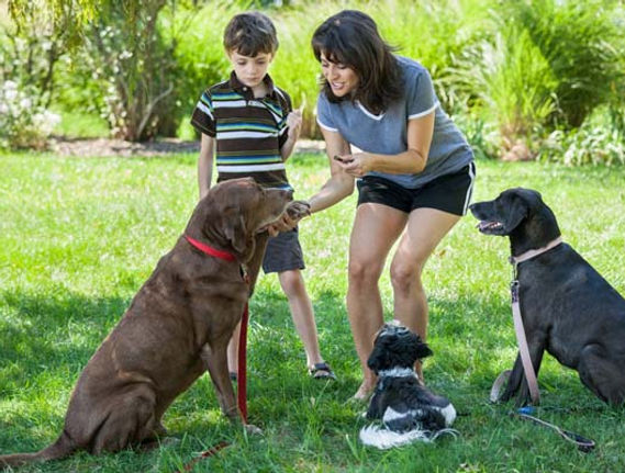 Tips-and-Tricks-for-Family-Dog-Training-1-1.jpg