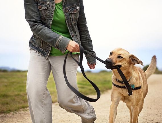 leash-dog-91108019-resized-56a26abc3df78cf7727561f4 (1).jpg