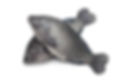 tilapia1.jpg