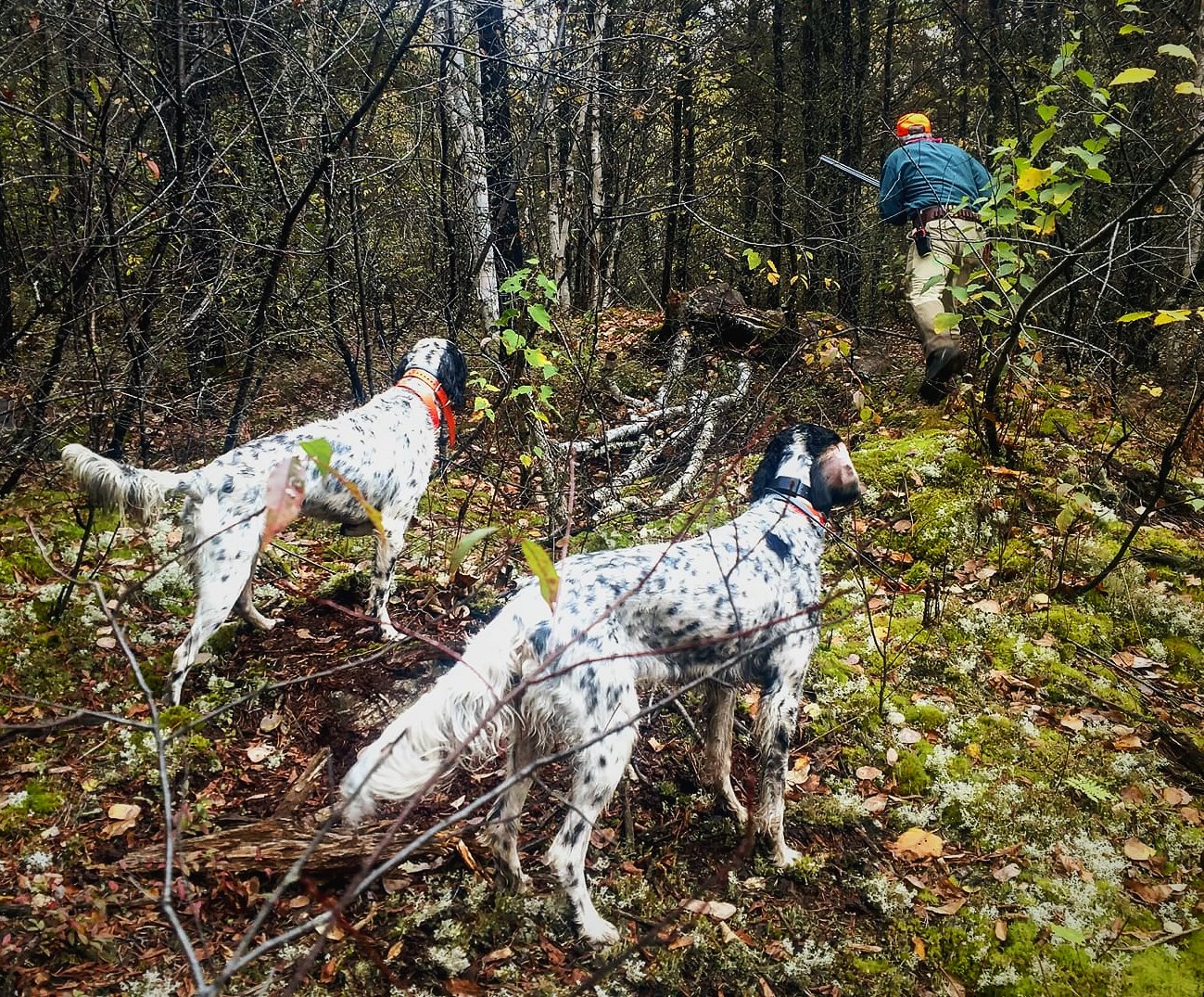 english setter grouse dogs