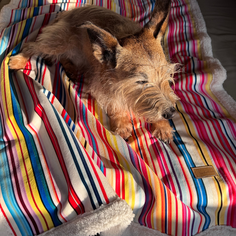 Miniaturbild: Hundedecke Jour de Féte