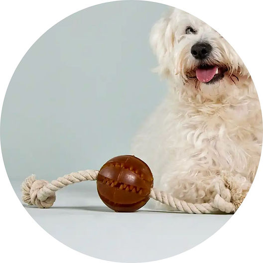 play hundespielzeug P.L.A.Y. Hundespielzeug Plschspielzeug Ernie der Elefant