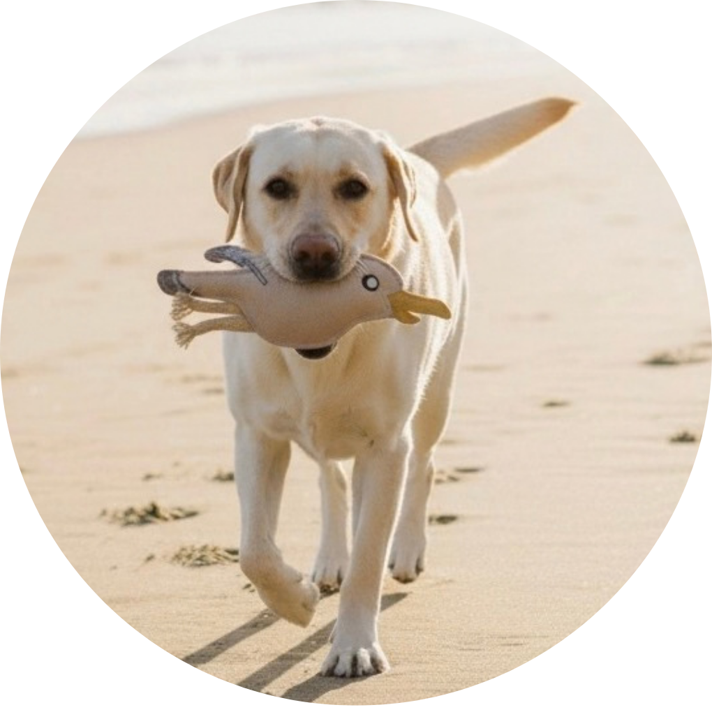 Giggi- Möwe Leder Hundespielzeug