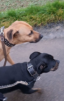 Ridgeback und Old English Bulldog an der Leine beim Spaziergang