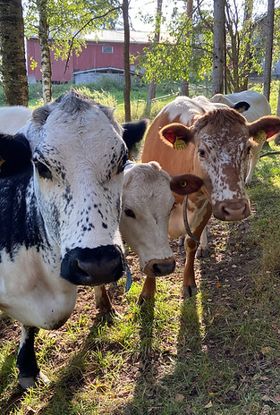 Kalliolan Tila suomenkarjaa lapinlehmiä ja kyyttö
